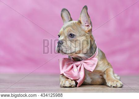 French Bulldog Dog Puppy With Beautiful Healthy Long Nose Wearing Neck Ribbon In Front Of Pink Backg