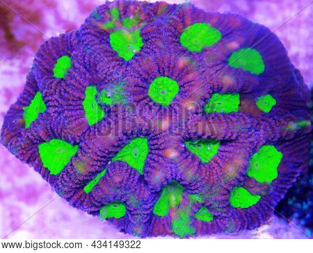 Tricolor Goniastrea Lps Coral - (goniastrea Sp.)