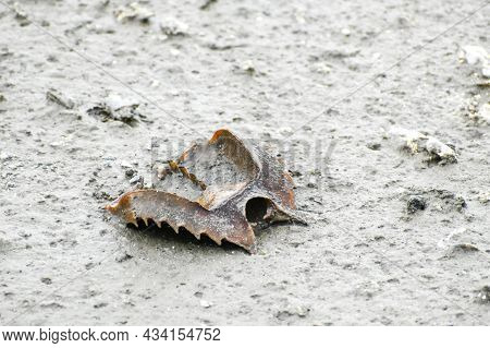 Red Tide Kills Horseshoe Crab In The Everglades