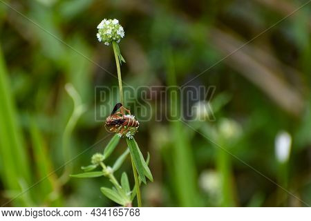 Paper Wasp In Everglades National Park, Florida