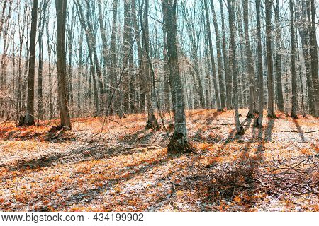 Bare Trees And Red Leaves On The Ground . Late Autumn Scenery In The Forest