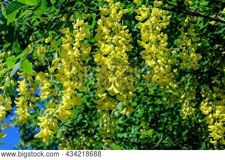 Tree With Many Yellow Flowers And Buds Of Laburnum Anagyroides, The Common Laburnum, Golden Chain Or