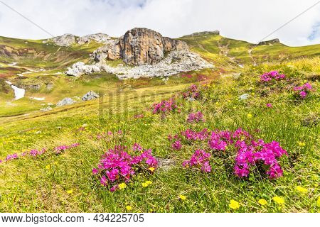 Macetul Turcesc In Bucegi Mountains In Romania