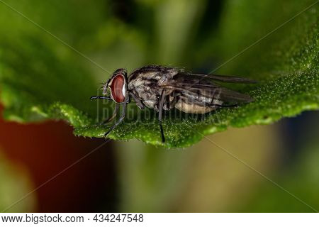 Adult House Fly Of The Genus Stomoxys