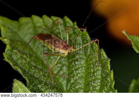 Adult Assassin Bug Of The Tribe Harpactorini
