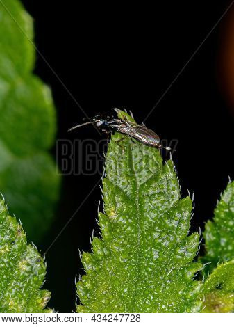 Adult Black Chalcidoid Wasp Of The Subfamily Eupelminae