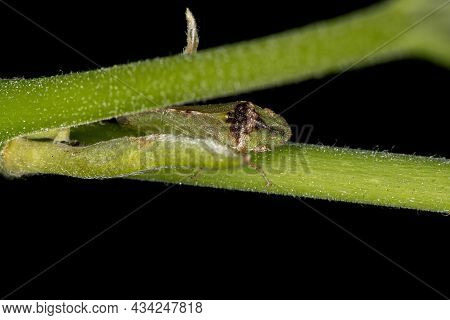Adult Flat-headed Leafhopper Of The Tribe Xerophloeini
