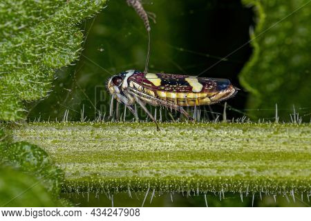 Adult Typical Leafhopper Of The Genus Macugonalia