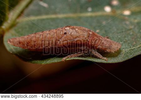 Adult Typical Leafhopper Of The Family Cicadellidae