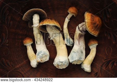 Psychedelic Psilocybin Mushrooms Golden Teacher, Top View, Close-up. Psilocybe Cubensis Raw Mushroom