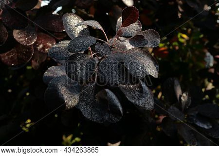 Dark Red Dew Covered Continus Or Smoke Bush In Morning Sun