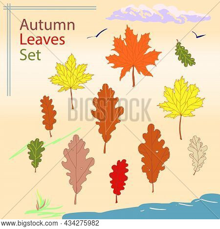 Autumn Leaves Vector Set.beauty Print, Card Or Background. Vibrant Closeup Drawing.old Maple,oak Fol