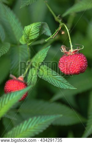 Tibetan Strawberry-raspberry, Berry. Roseleaf  Rubus Rosifolius. Close Up On Background Of Leaves