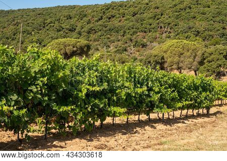 Winemaking In  Department Var In  Provence-alpes-cote D'azur Region Of Southeastern France, Vineyard