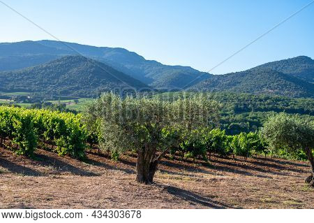 Wine Making In  Department Var In  Provence-alpes-cote D'azur Region Of Southeastern France, Vineyar