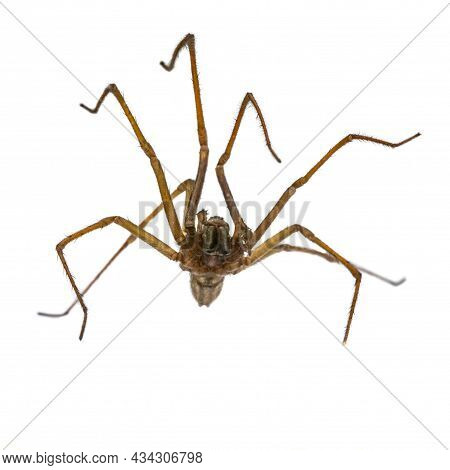 Giant House Spider (eratigena Atrica) Frontal Underside View Of Arachnid With Long Hairy Legs Isolat