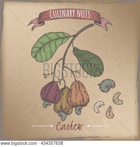 Anacardium Occidentale Aka Cashew Branch And Nuts Color Sketch On Vintage Background. Culinary Nuts 