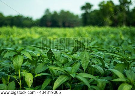 Jute Mallow Plant, Saluyot, Jute, Jew's Mallow, Egyptian Cotton Spinach, Bush Okra, Western World