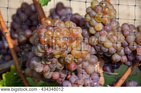 Bunch Of Gewurztraminer Grapes From A Vineyard In The Niagara Valley, Canada