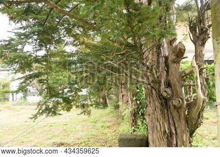 Japanese Yew Berries. Taxaceae Evergreen Conifer. The Berries Are Used For Raw Food And Fruit Wine, 