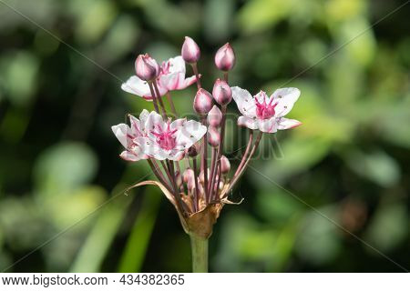 Grass Rush (butomus Umbellatus) Flowers