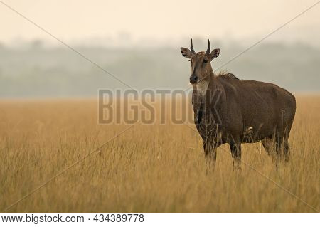 Adult Male Nilgai Or Blue Bull Or Boselaphus Tragocamelus A Largest Asian Antelope Side Profile In O