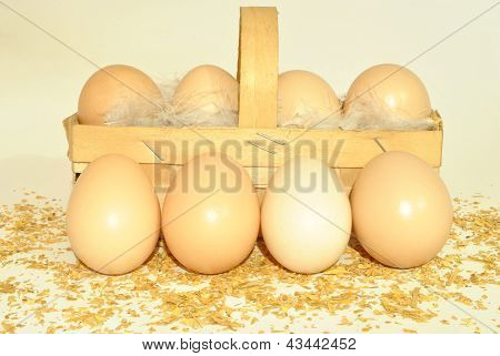 Eier