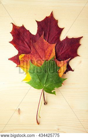 Multocolored Maple Leaves On Wooden Background. Autumn Leaf.