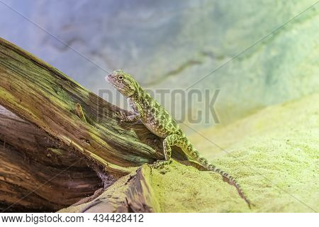 A Small Reptile From The Asian Desert Climbs A Tree Laid In The Sand.
