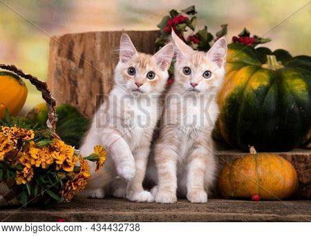 tvo Maine coon kittens beige cream color