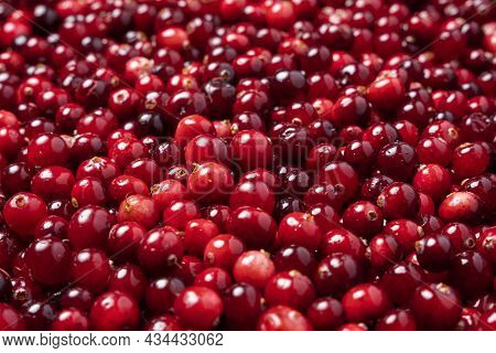 Ripe Red Cranberry Berries, Side View Of Cranberry Berries.