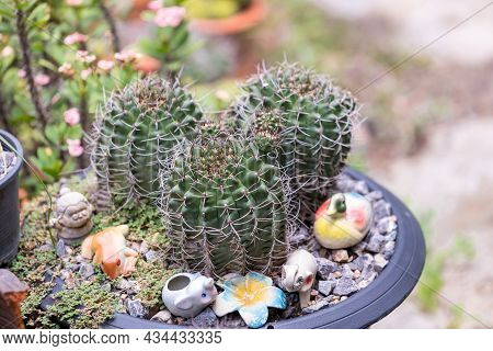 Goloden Echinopsis Calochlora Cactus. Desert Plant. Group Of Small Cactus In The Pot . Selective Foc