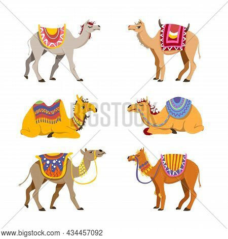 Camel Set For Desert Caravan. Cartoon Vector Illustrations. Group Of Cute Bactrian And Dromedary Cam