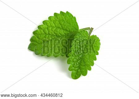 Fresh Lemon Balm Leaves Isolated On White Background