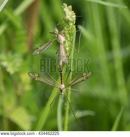 Nasty Mosquitos Closeup At Spring In Saarland