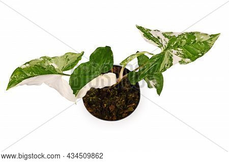 Top View Of Exotic Houseplant With Botanic Name 'syngonium Podophyllum Variagata' With White Spots I