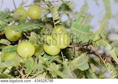 Large Sized Cluster Of Aurvedic Fruits Of Green Fresh Organic Thai Hybrid Variety Hanging On A Branc