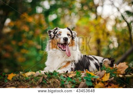 Retrato de joven Merle pastor australiano en otoño