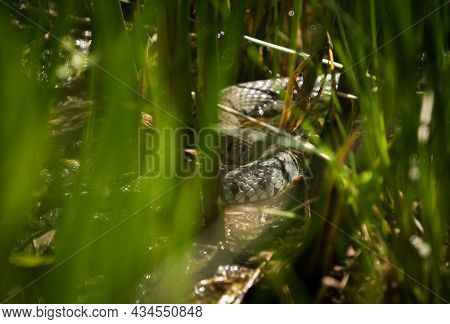 Watching A Grass Snake Through Gras At Spring In Saarland