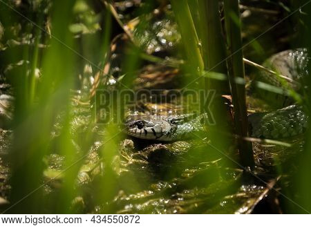Watching A Grass Snake Through Gras At Spring In Saarland