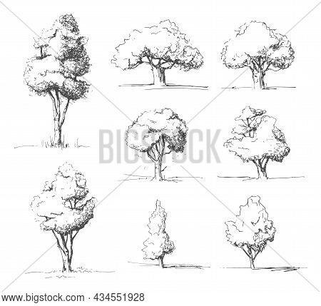 Set Of Hand Drawn Tree Illustrations, Sketches