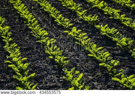 Straight Rows Of Sugar Beets Growing In A Soil In Perspective On An Agricultural Field. Sugar Beet C