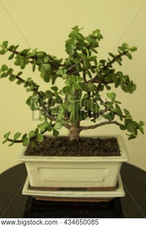 Bonsai Portulacaria. Portulacaria Afra Or Elephant Bush Is A Small-leaved Succulent From South Afric