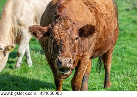 Close Up Of A Dark Brown Cow Chewing The Cud. Green Grass And  In The Background.