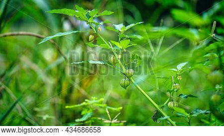 A Unique Plant That All Parts Harmony With Greenish. Showing The Calyx Which Beautiful Margenta Patt