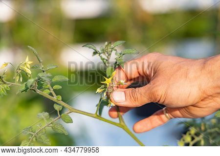 A Zoomed In View Of A Hand Holding A Small Yellow Flower Blooming On Thin Branch Of The Plant, In A 