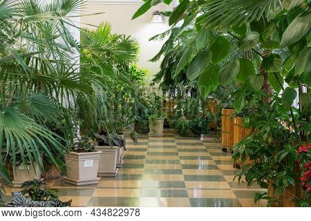 Greenhouse With Tropical Flowers. The Plants Are In Large, Wooden Pots.