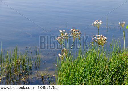Flowering Rush Or Grass Rush (butomus Umbellatus) On A River Shore