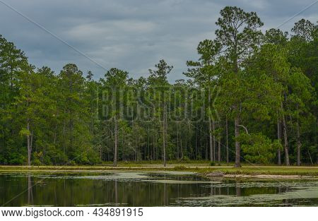 View Of Geiger Lake In The Wilderness Of Pine Belt Region Of Hattiesburg, Mississippi