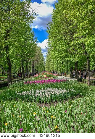 Tulip Alley In The Kropyvnytskyi Arboretum, Ukraine